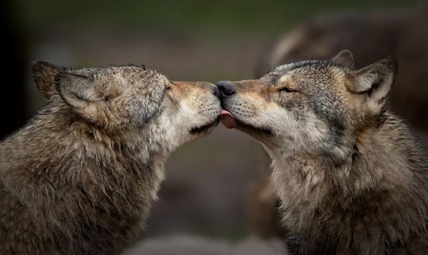 Le loup est-il vraiment fidèle ?