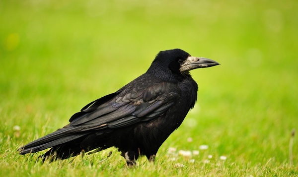 Les oiseaux noirs : du plus petit au plus grand