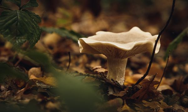 Pourquoi y-a-t-il autant de champignons en automne ?