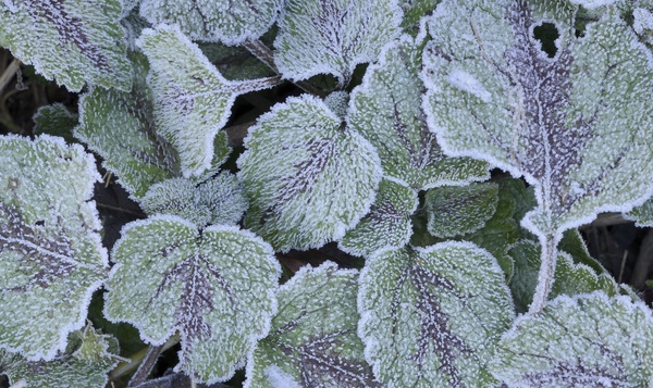 Pourquoi les plantes ne meurent-elles pas de froid ?