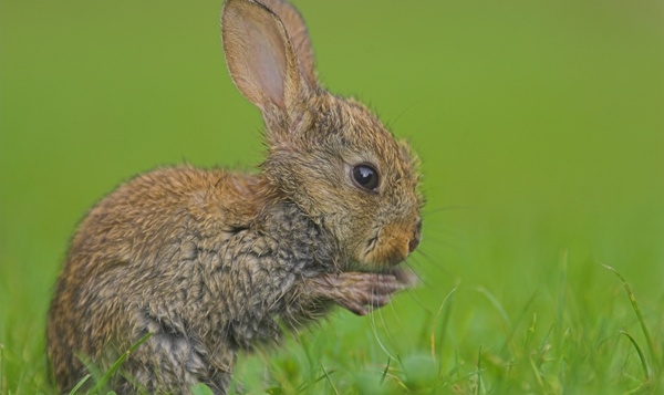 Nos lapins de garenne et lièvres sont-ils menacés ?