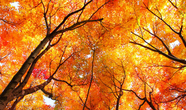 Musique et nature : écoutez notre playlist sur Spotify !
