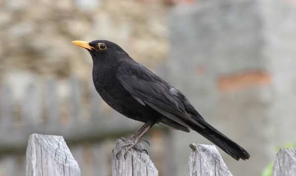Théorie de l’évolution : la sélection naturelle, plus rapide en ville
