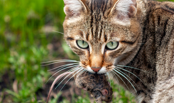 Le chat, un danger pour la biodiversité ?