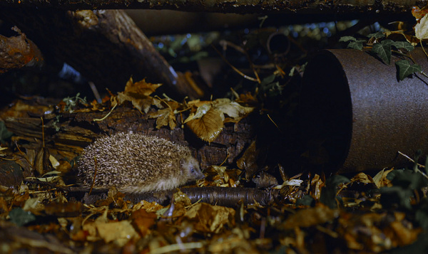 Hérisson urbain cherche refuge pour hiberner