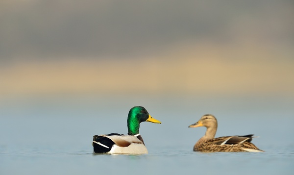 Les canards pour les Nuls