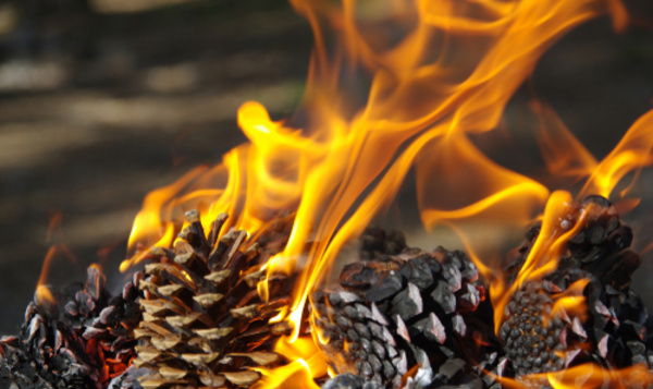 Idée cadeau: des allume-feux en pommes de pin faits maison