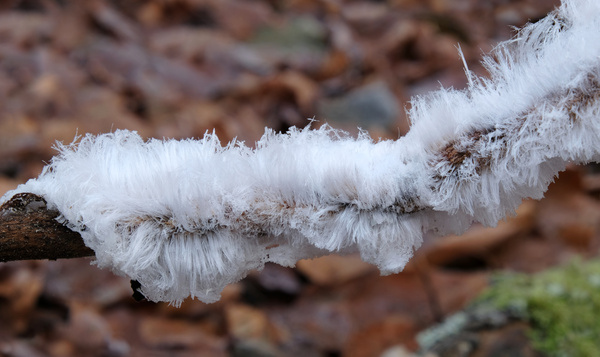 En quête d'un phénomène hivernal rare : les cheveux de glace