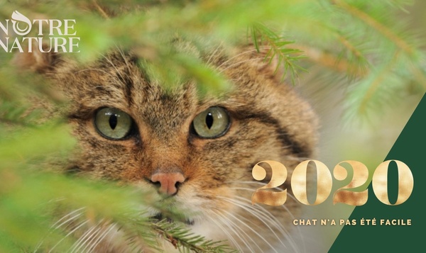 Envoyez vos voeux pour 2021 avec nos cartes postales virtuelles