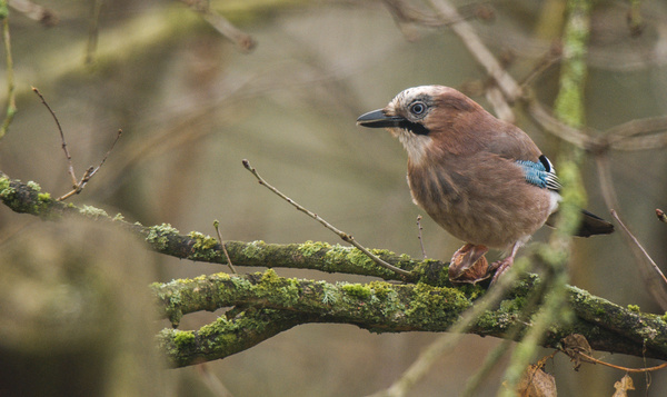 La rétrospective de Notre Nature