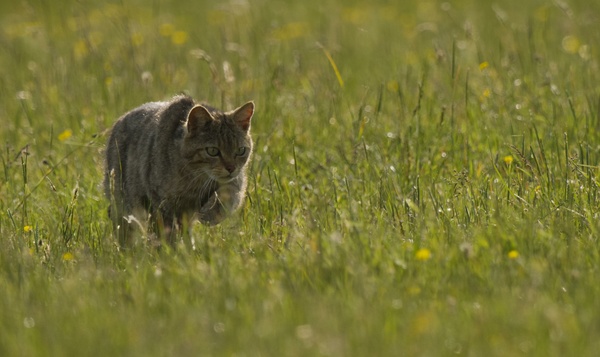 Encore 6 mois pour un documentaire sur la nature en 7 épisodes
