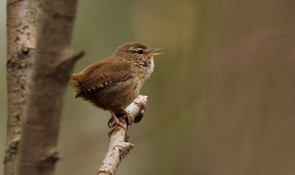 Le troglodyte mignon est amoureux