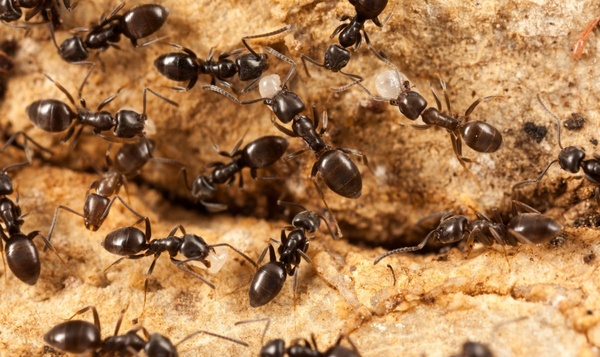 Les fourmis ne créent jamais d'embouteillages