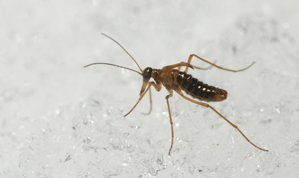 Les super-héros du samedi: la puce des neiges est en chaleur quand il fait froid