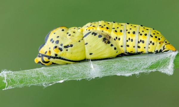 Les super-héros du samedi: la chenille dévore son propre corps