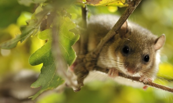 Le loir gris peut dormir pendant un an