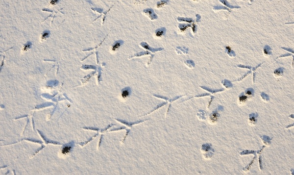 Quiz : Reconnaissez-vous ces empreintes dans la neige ?