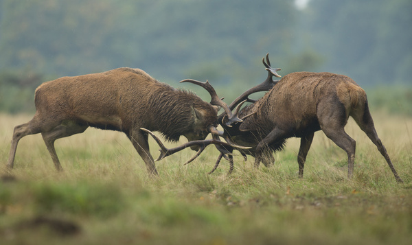 Comment les animaux prennent-ils le pouvoir ?