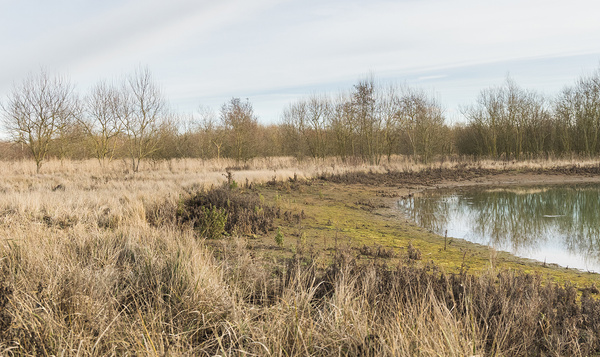 Le triton crêté profite de nouvelles zones humides
