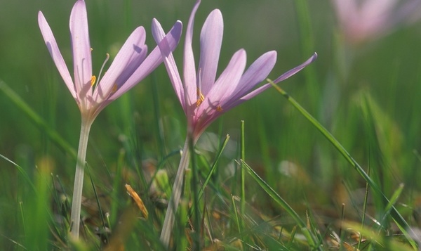 Les plantes peuvent-elles nous aider à lutter contre le cancer ?
