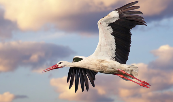 Les cigognes reviennent plus tôt de leur voyage dans le sud