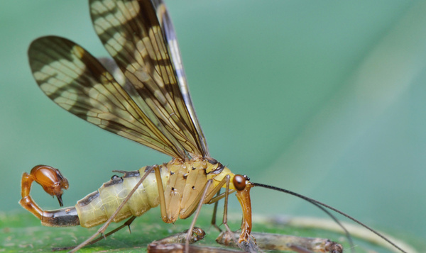 Le grand quiz des pénis de Notre Nature