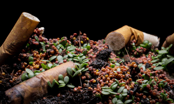 Cette vidéo montre que les mégots freinent la croissance des plantes