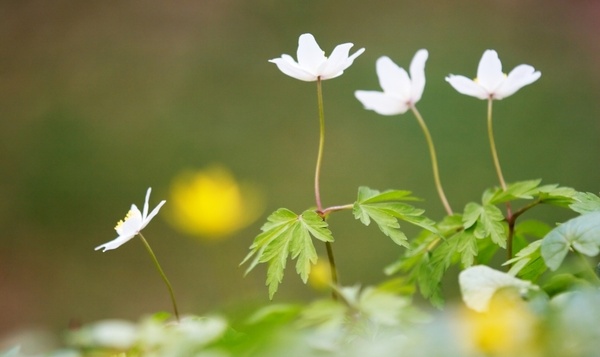 L'anémone des bois est aidée par les fourmis