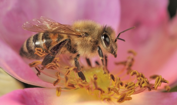 Abeille sur une fleur