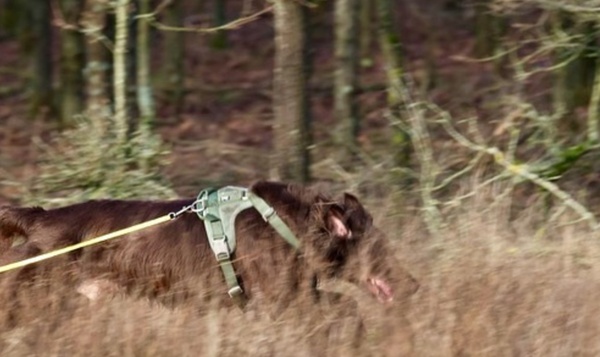 Rencontrez Wietse, le chien qui sait pister les loups !