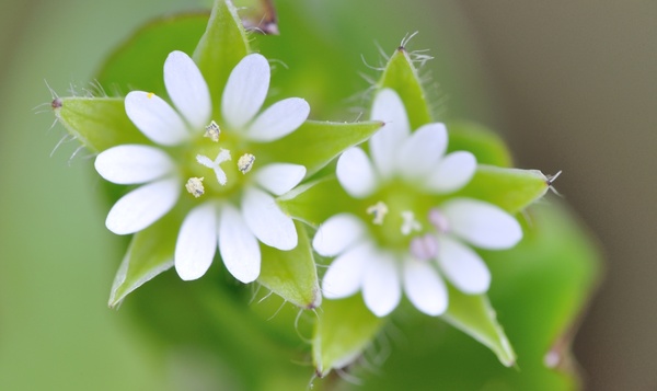 Le mouron des oiseaux est toujours en fleur