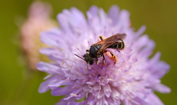Les abeilles et leurs préférences