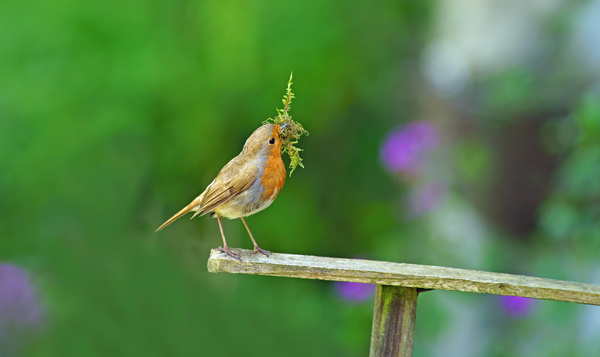 5 oiseaux à voir de plus près ce printemps