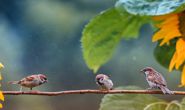 La nature, experte en météorologie