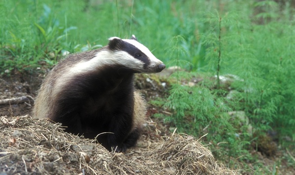 Le blaireau, un animal mystérieux