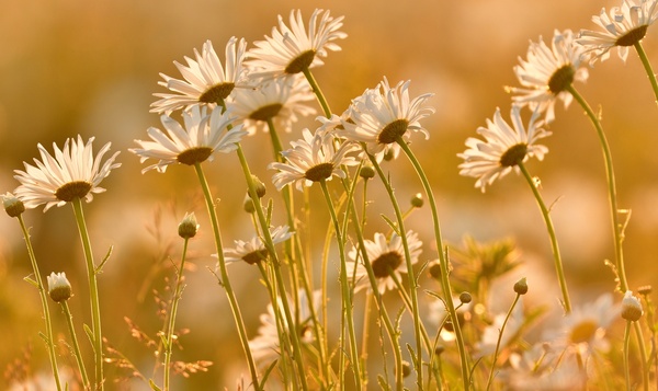 Astuces de printemps : quelles plantes choisir pour un jardin ou un balcon nature ?