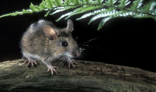 Scoop : une nouvelle espèce de souris découverte !