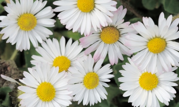 Combien de pétales compte une pâquerette?