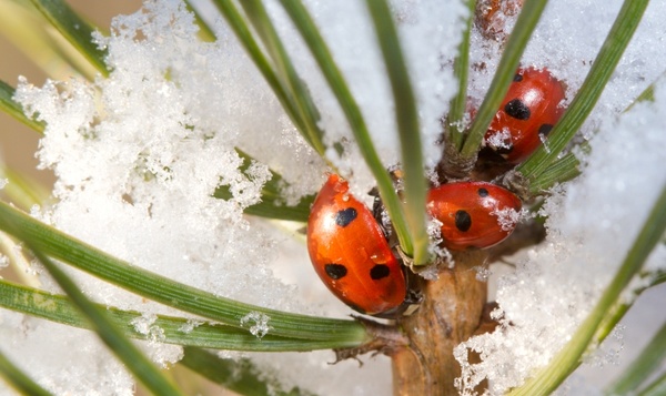 Quels sont les effets des brusques changements de température sur notre nature ?
