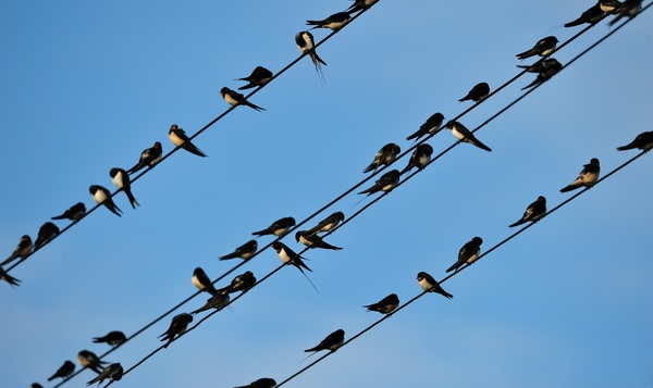 Les hirondelles belges