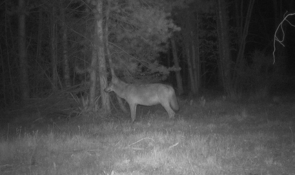 Wolvin Noëlla drachtig van haar eerste worp