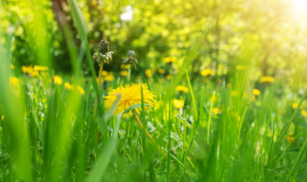 #ExplorezLaNature : Relevez le défi flore