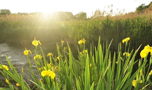 H, F ou X ? Pourquoi l'iris des marais ne choisit pas