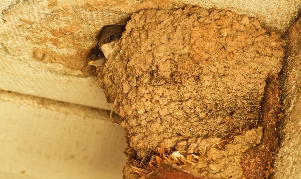 Quiz : les animaux et leurs nids