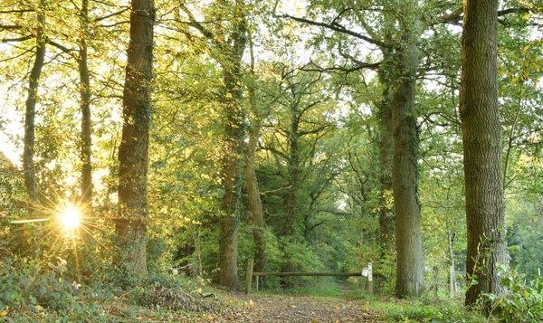 Les forêts résilientes, pour lutter contre les changements climatiques