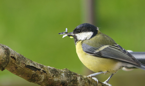 Les oiseaux flexitariens, aussi chasseurs d'insectes