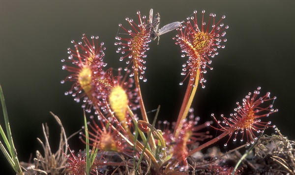 Une plante carnivore capable de compter