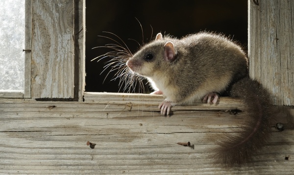 Défi nocturne #2 : repérez des petits mammifères avec votre piège à empreintes DIY