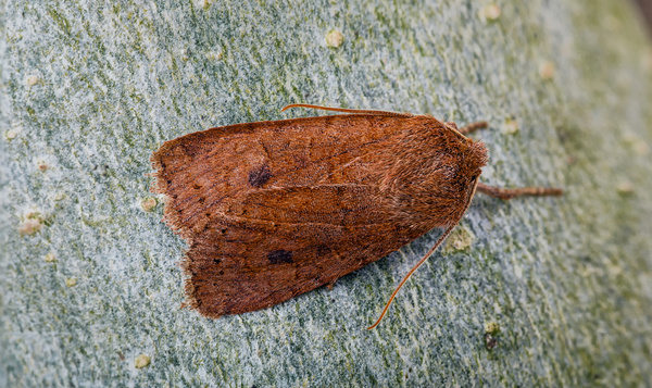 Défi nocturne #1 : repérez des papillons de nuit avec votre propre projecteur