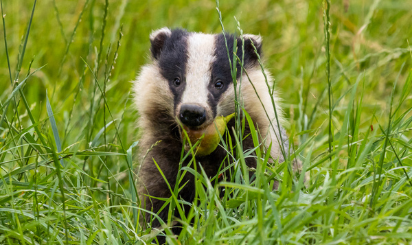 Les animaux aiment-ils aussi le sucre ?